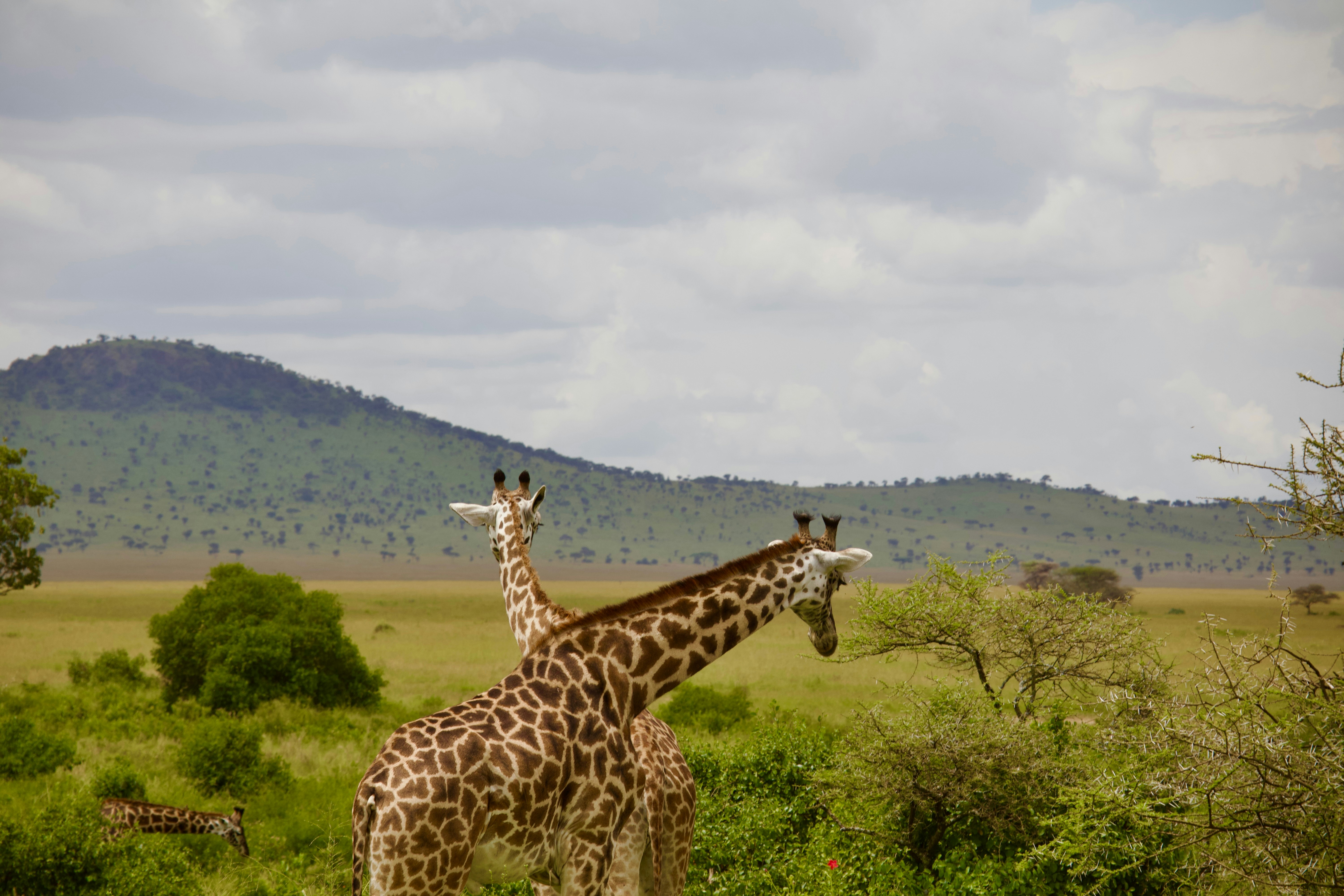 Image number 3 for Arusha National Park Day Trip