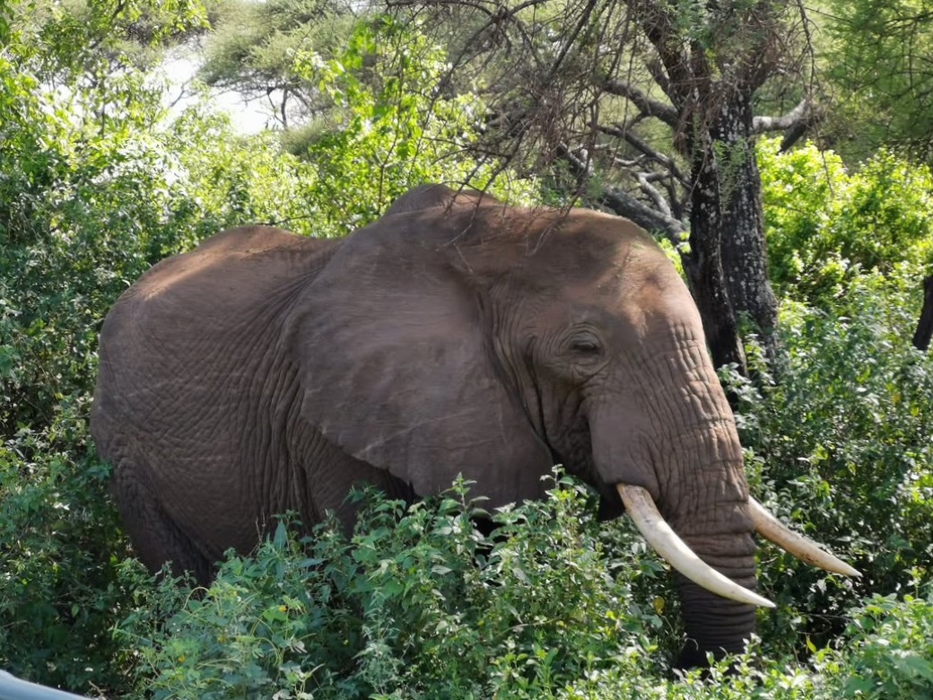 Image number 1 for Days Tanzania Private Safari 