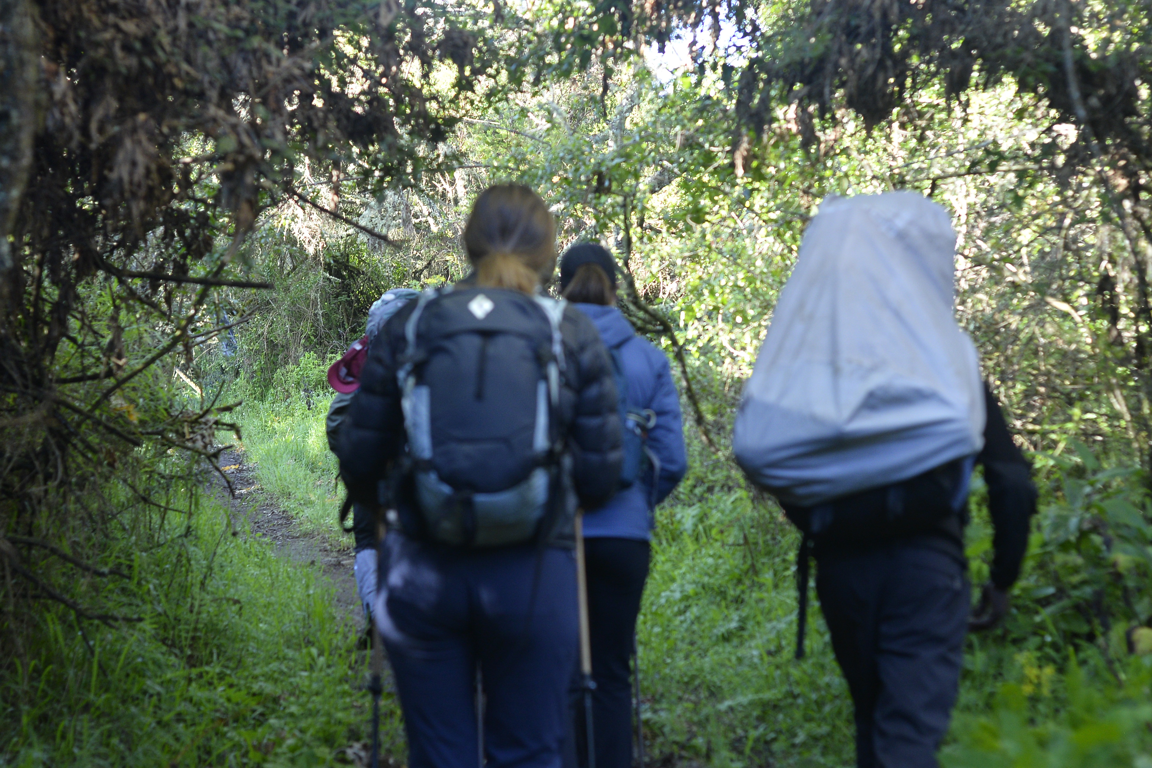 background image for - 6day Kilimanjaro Hiking via Rongai Route