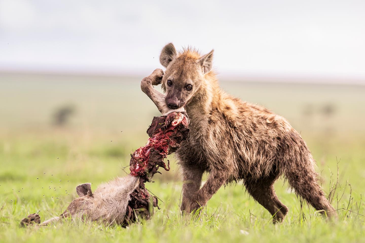 Image number 9 for 3-Day Wild Elephants Mid-range Iconic Amboseli Kenya Safari Tour