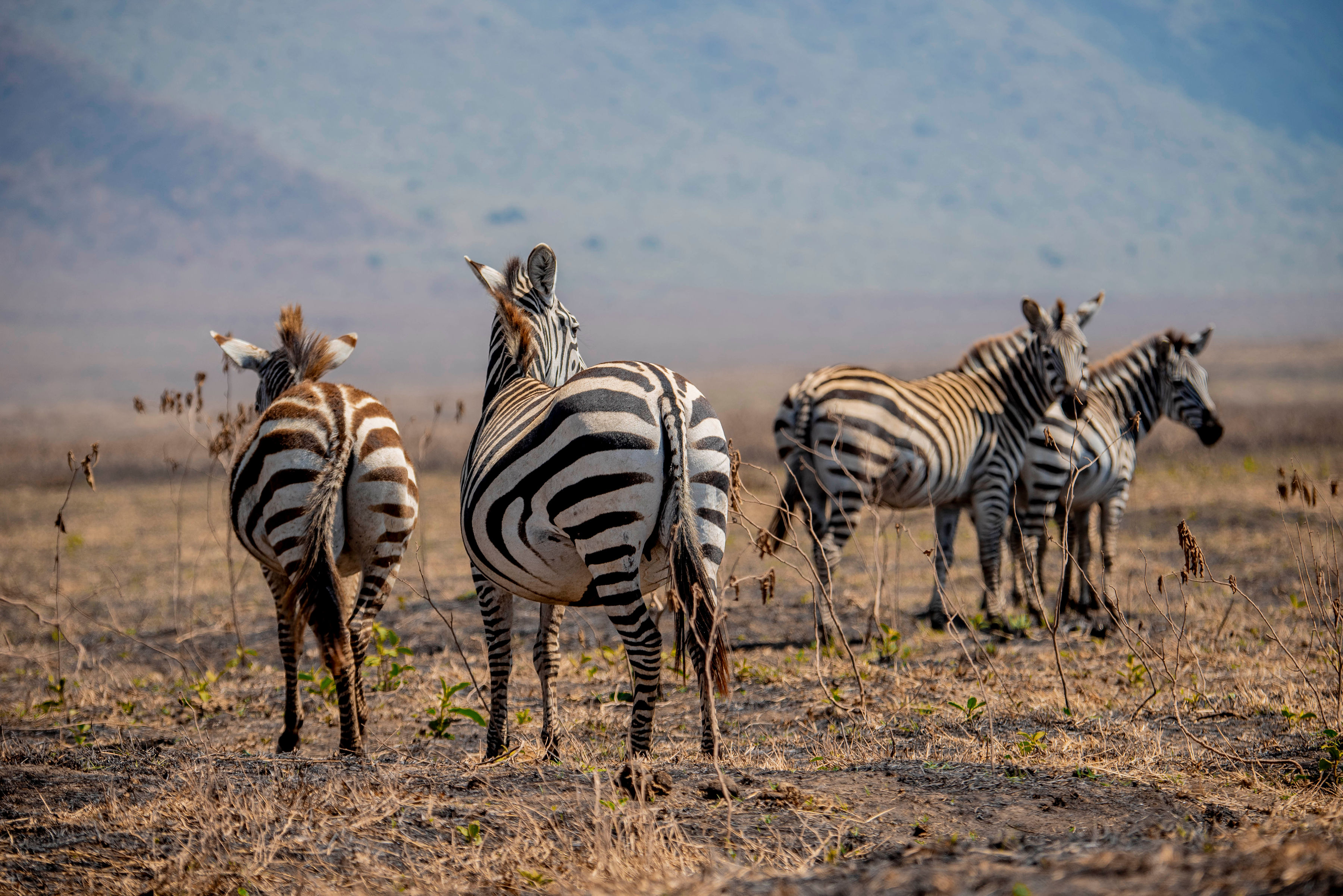 Image number 10 for Leopard Tanzania Luxury Safari