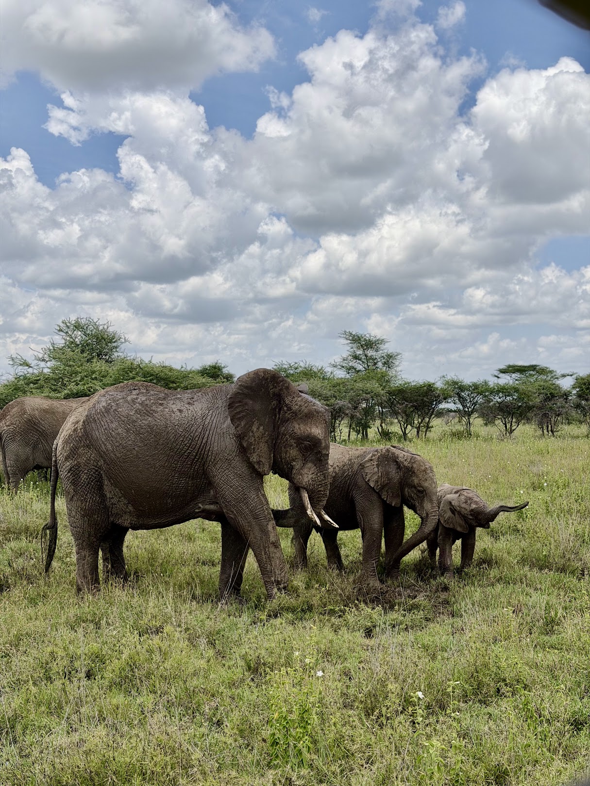 Image number 2 for Tanzania Midrange Safari