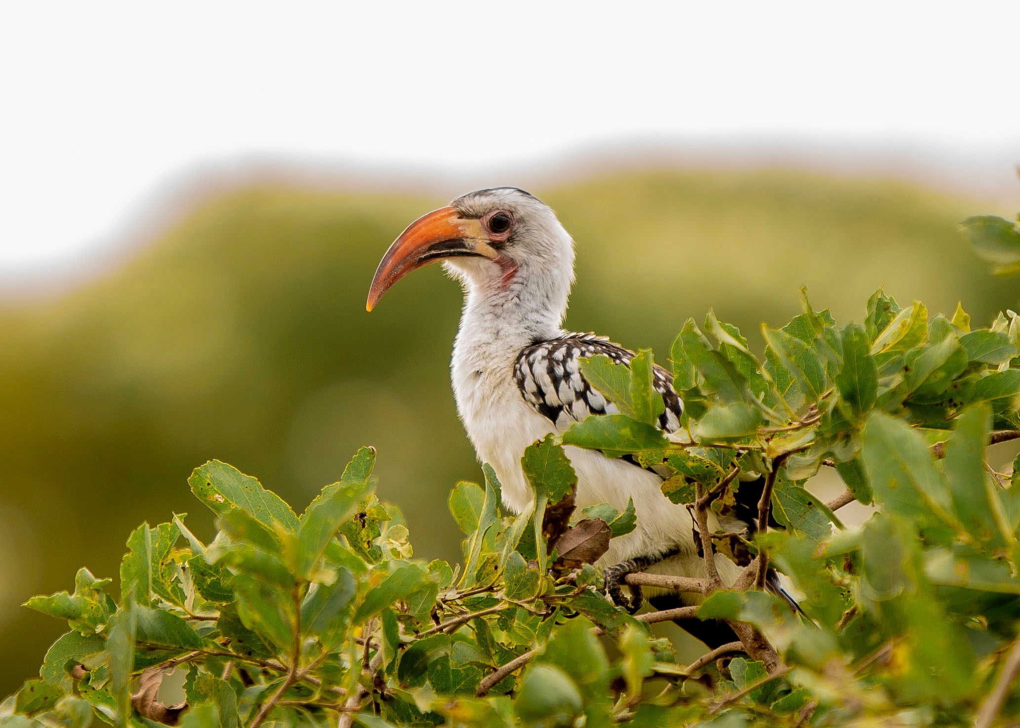 Image number 4 for Private Tanzania Safari With Night Game Drive