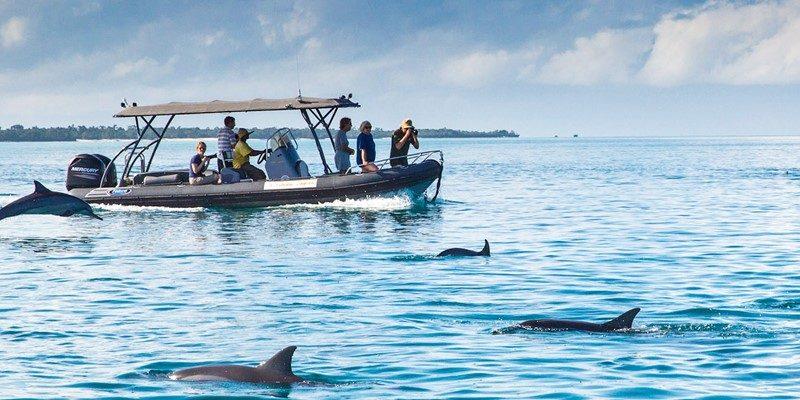 background image for - Dolphins Tour & Snorkeling At Mnemba
