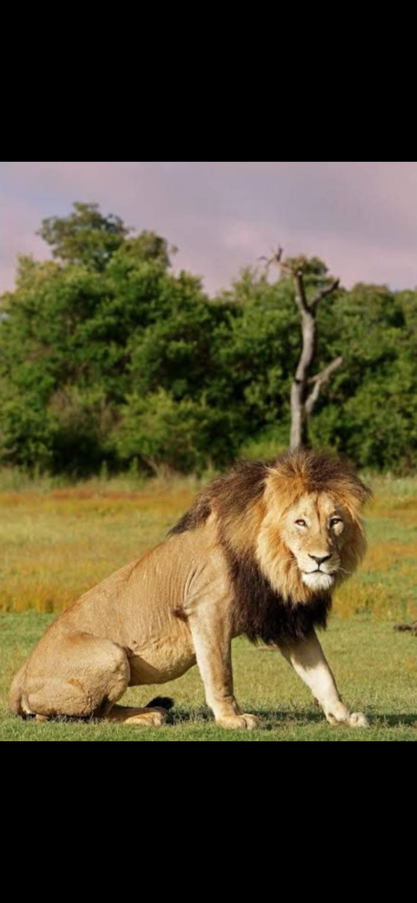 Image number 5 for Victoria Falls Game Drives