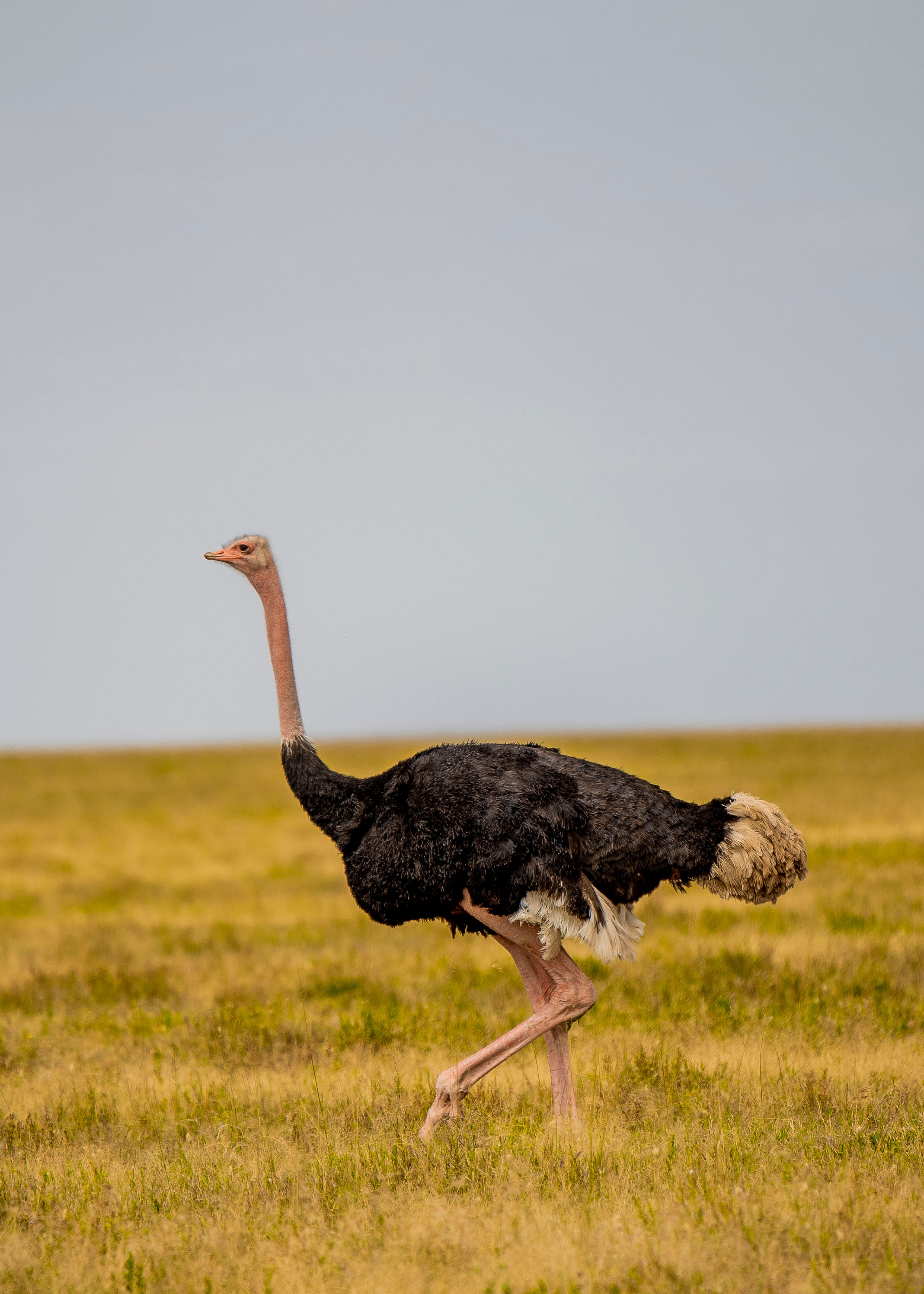 Image number 4 for Luxury Safari Pure Wilderness Elegance In Tanzania