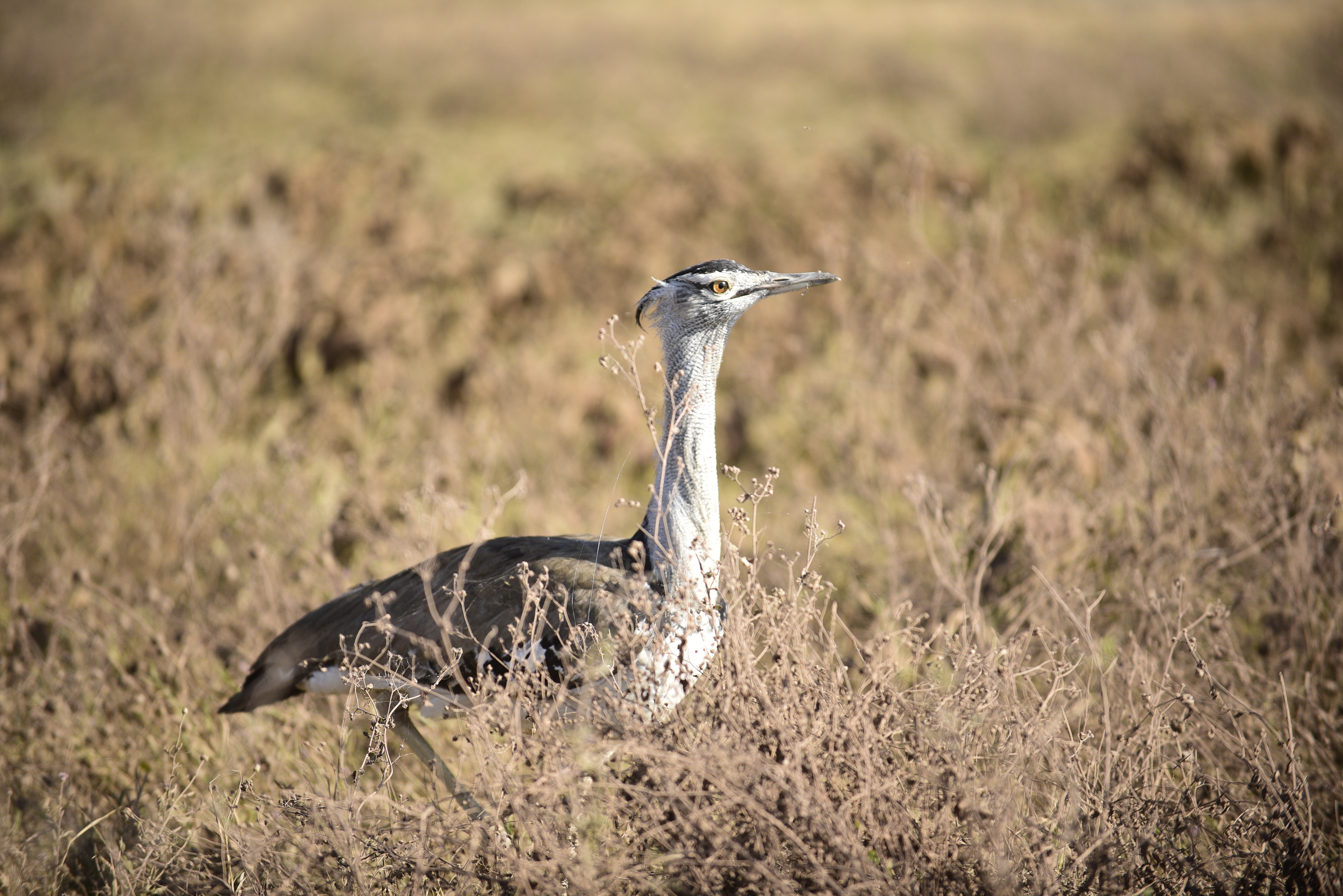 background image for - Group Tour To Tarangire, Serengeti, Ngorongoro