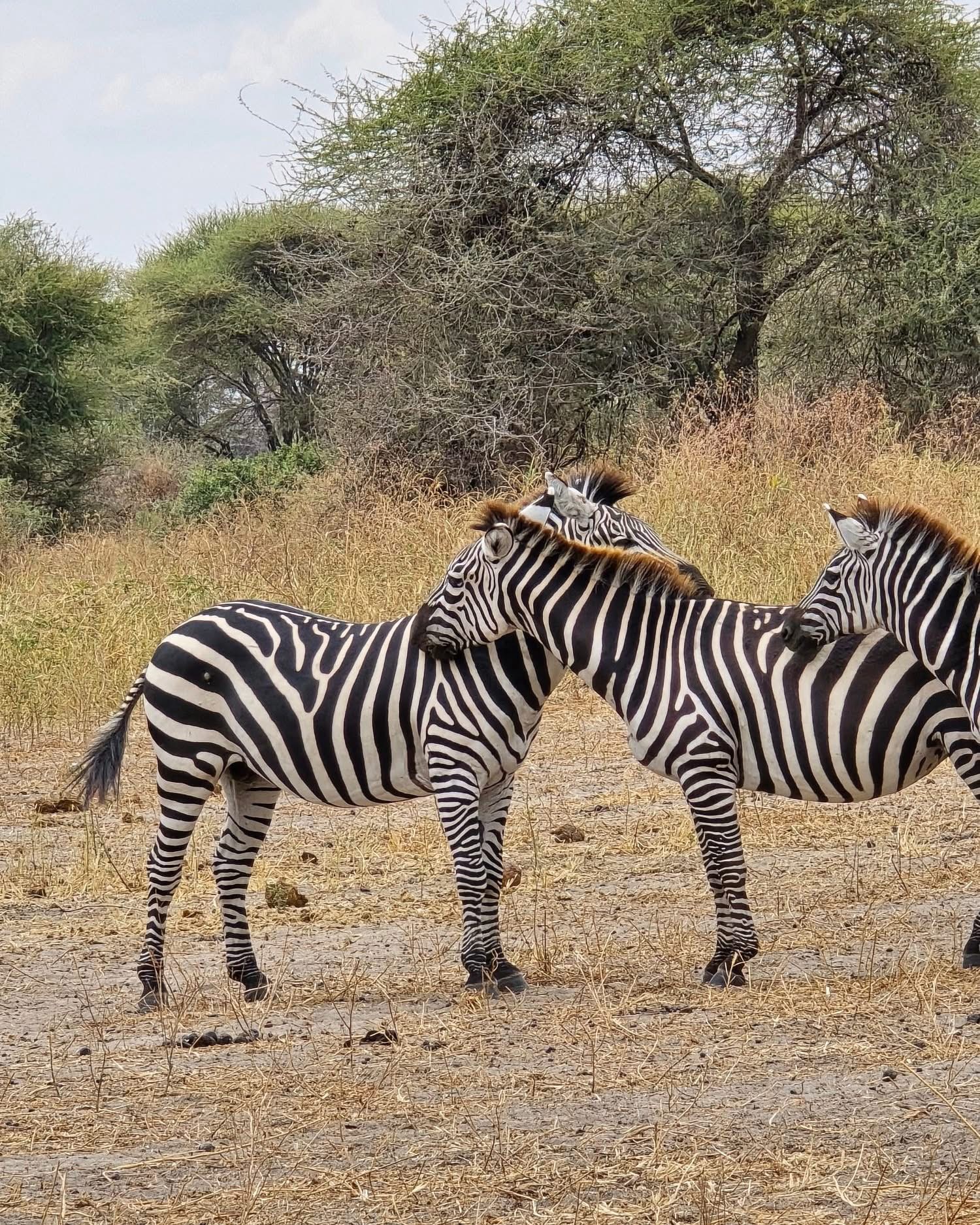 Image number 3 for Intimate 2-Day Big Five Safari – Camping Experience