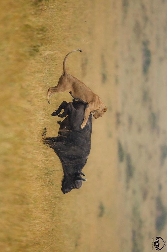 background image for - 7 Days Kenya Budget Safari