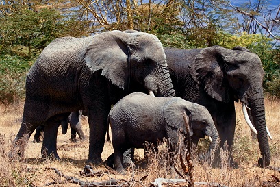 background image for - The Best 3 Days Tanzania Safari
