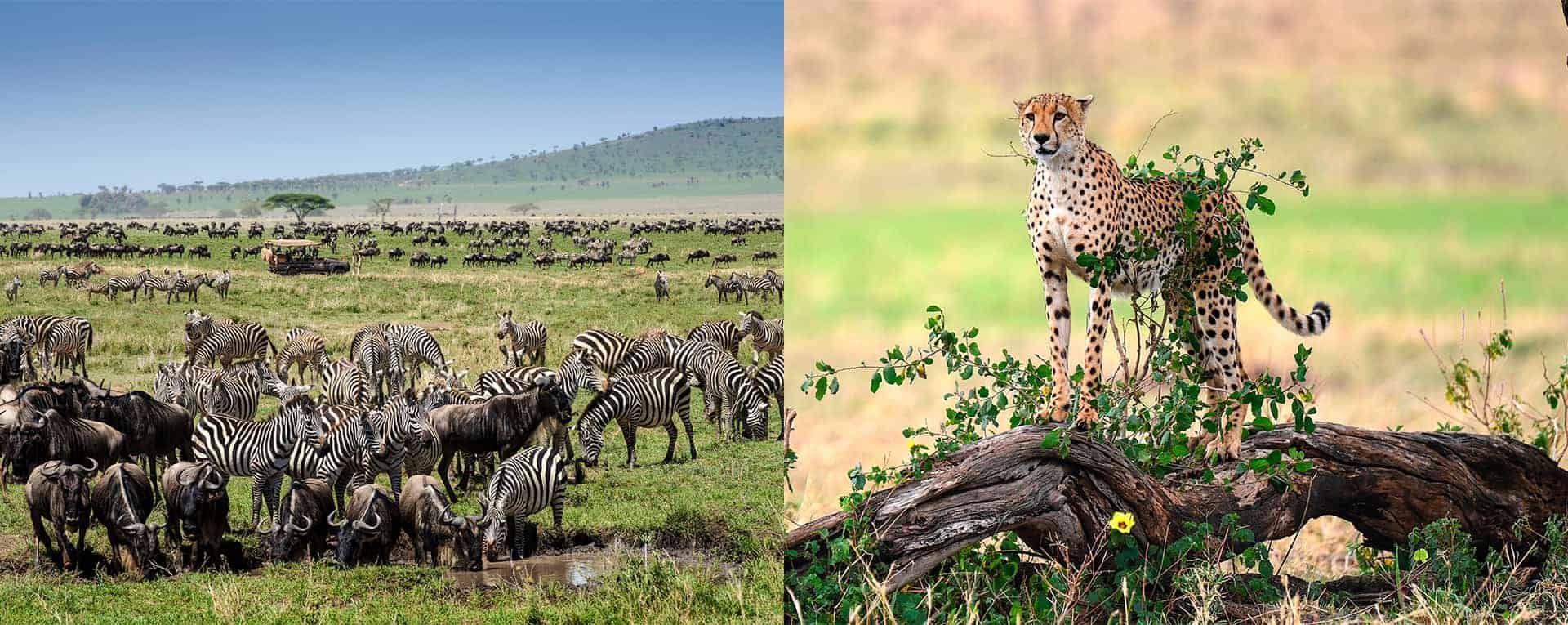 Image number 2 for   Luxury Safari Adventure