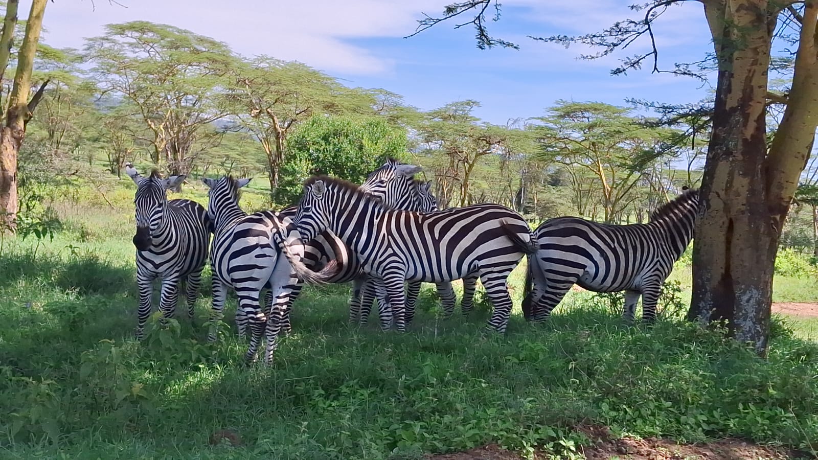 Image number 1 for 4 Days/ 3 Nights Mara Nakuru