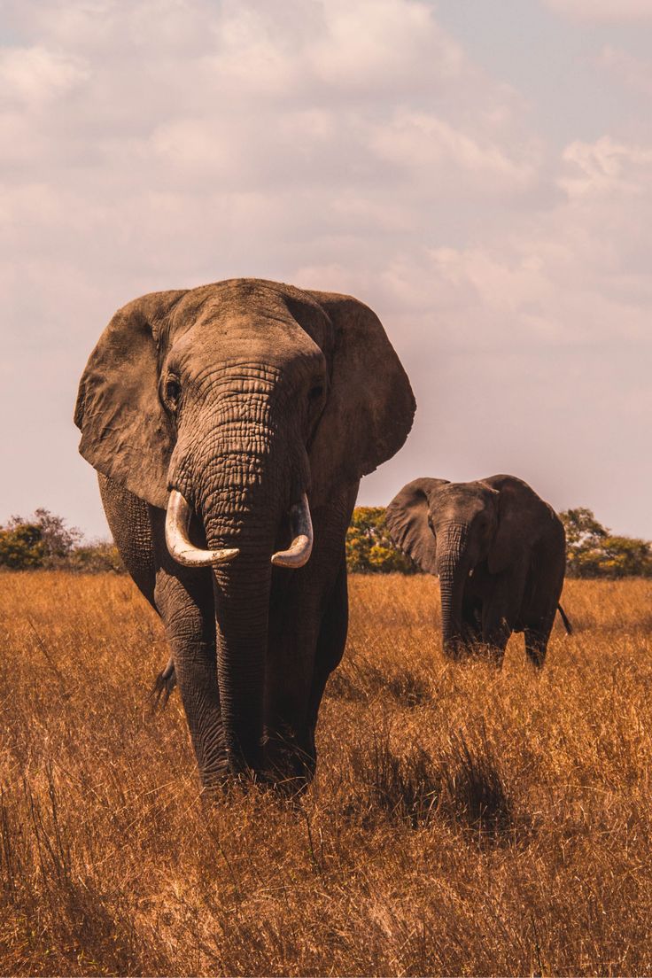 background image for - 5- Day Fly-in Safari From Zanzibar.