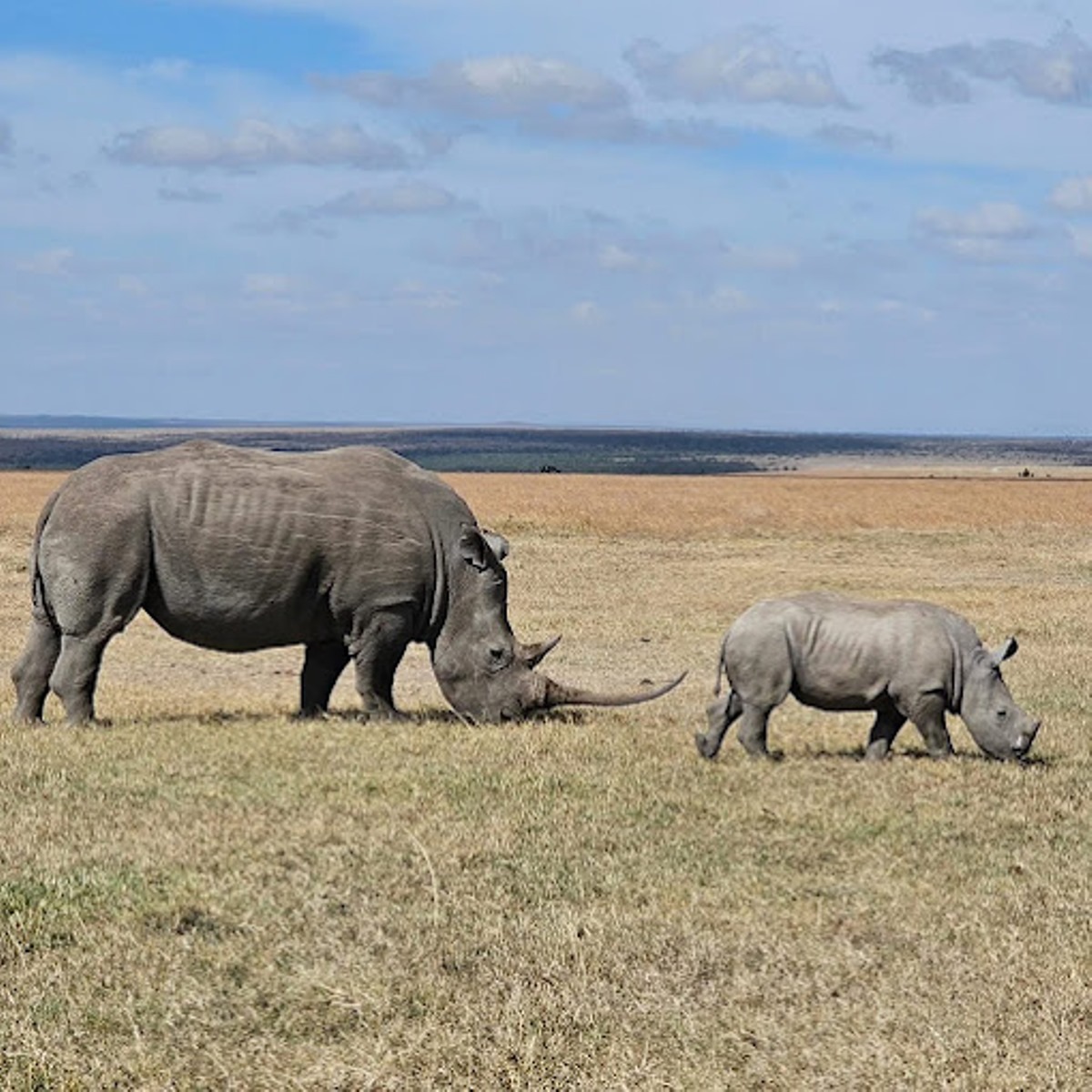 Image number 7 for Gorillas, Chimps, Ziwa, Murchison And Queen Elizabeth