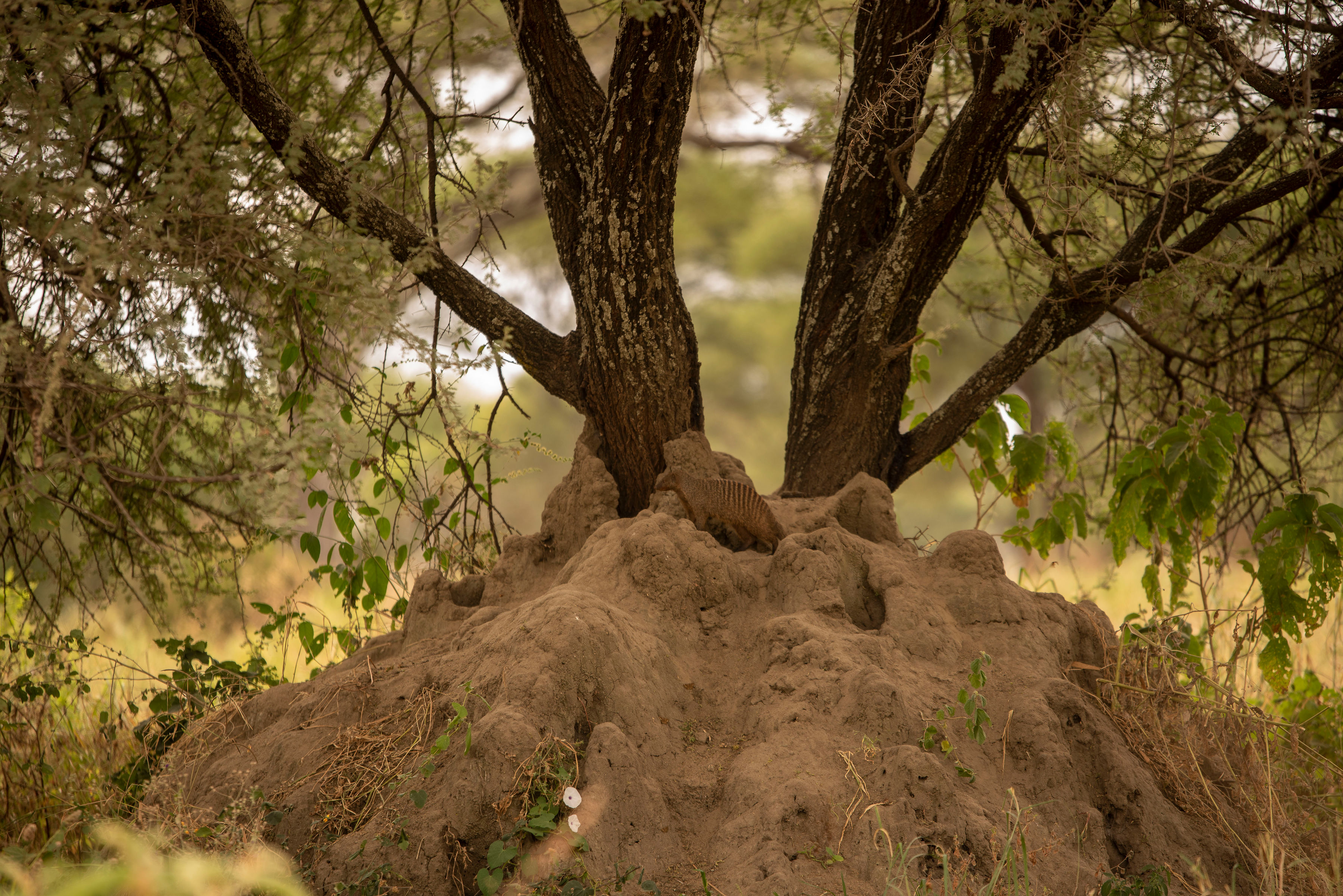 Image number 4 for Exclusive Northern Tanzania Luxury Safari