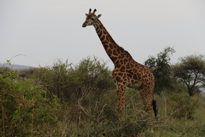 Image number 1 for 3-Day Great Migration (southern Serengeti & Ngorongoro)