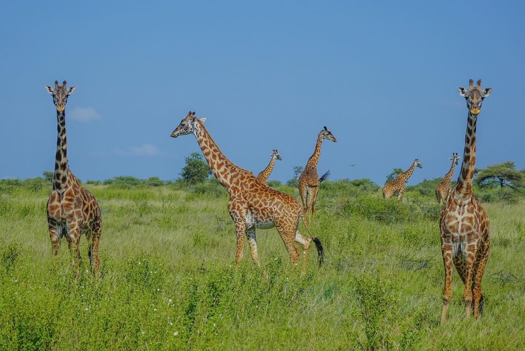 Image number 1 for Tarangire, Manyara And Ngorongoro Safari