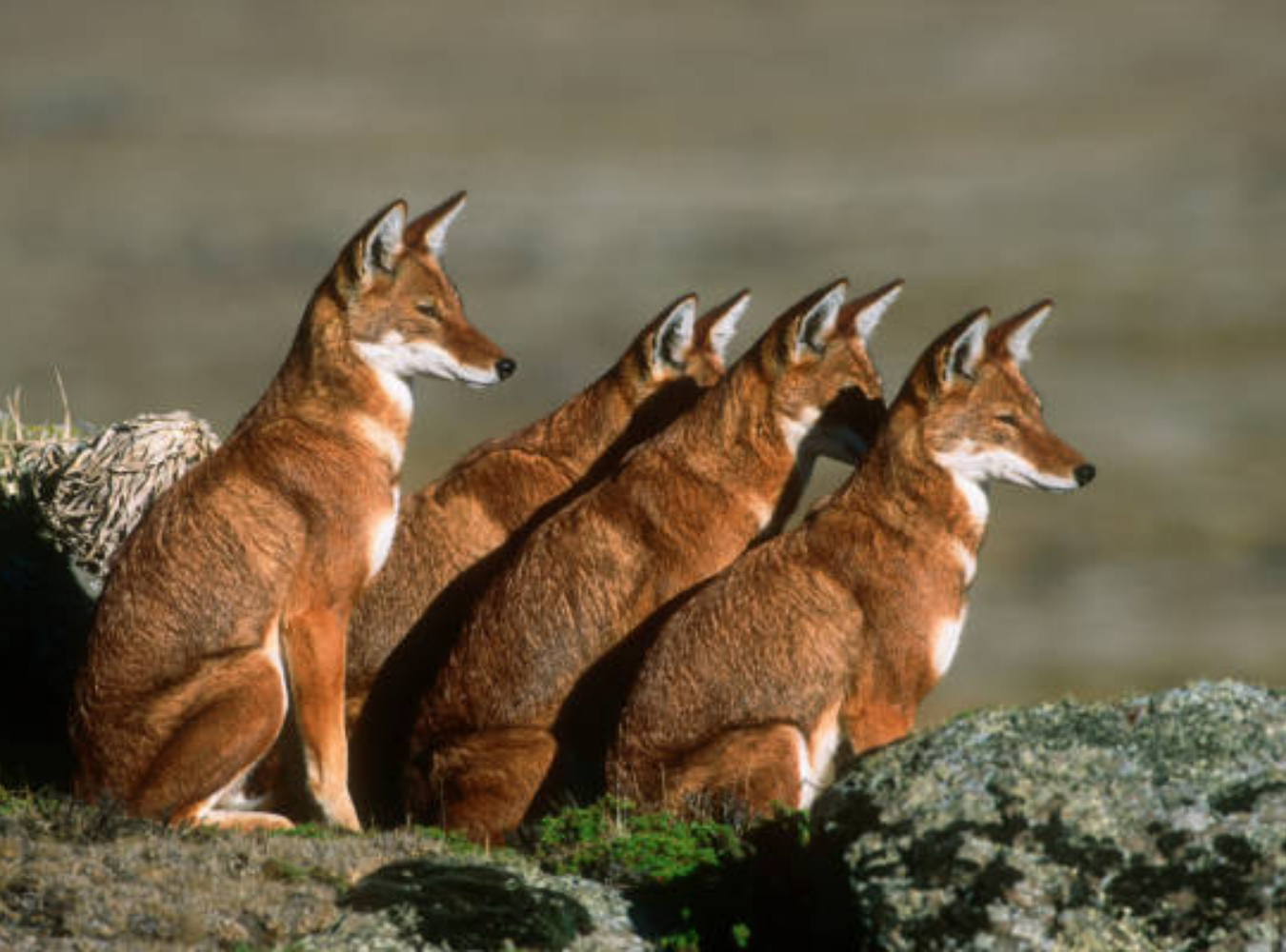 background image for - Bale Mountains Adventure: Wildlife And Wilderness