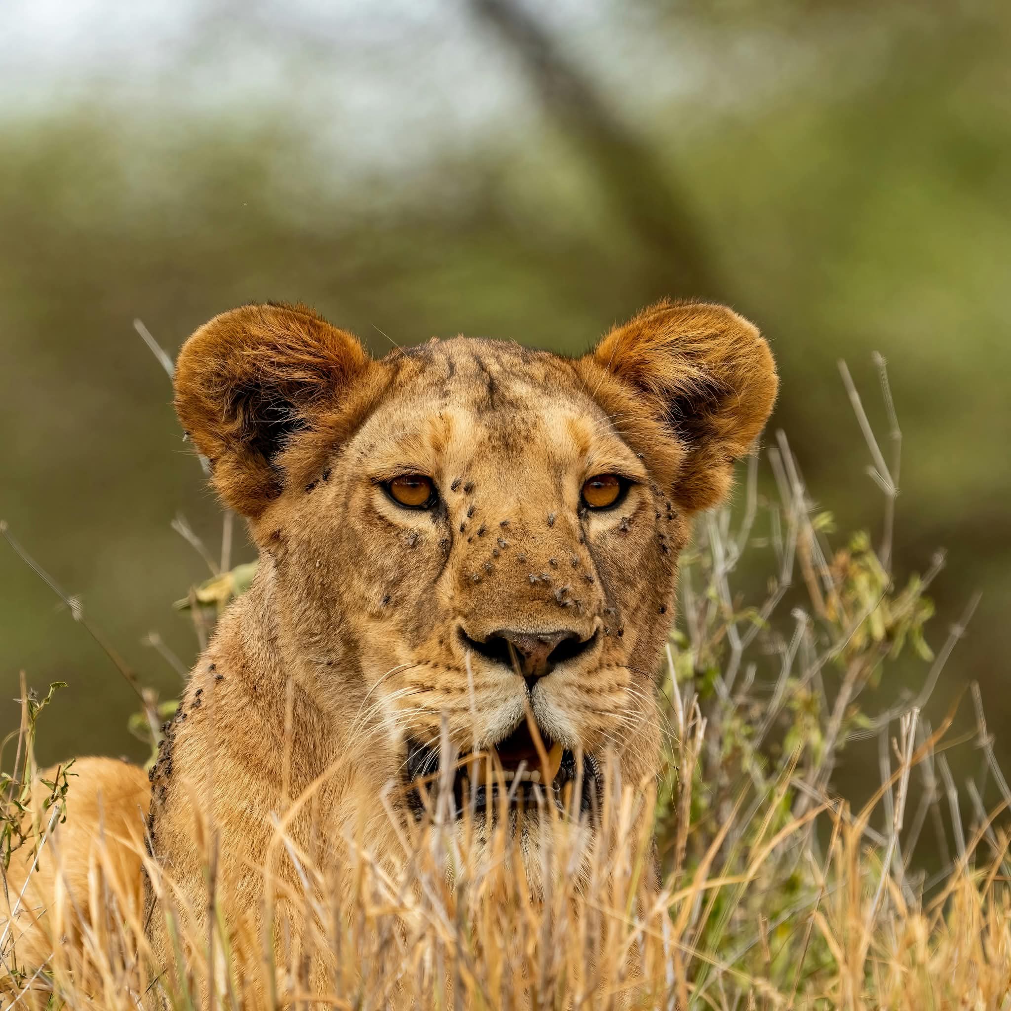 background image for - Tanzania Luxury Safari In Tanzania Tarangire,serengeti And Ngorongoro 