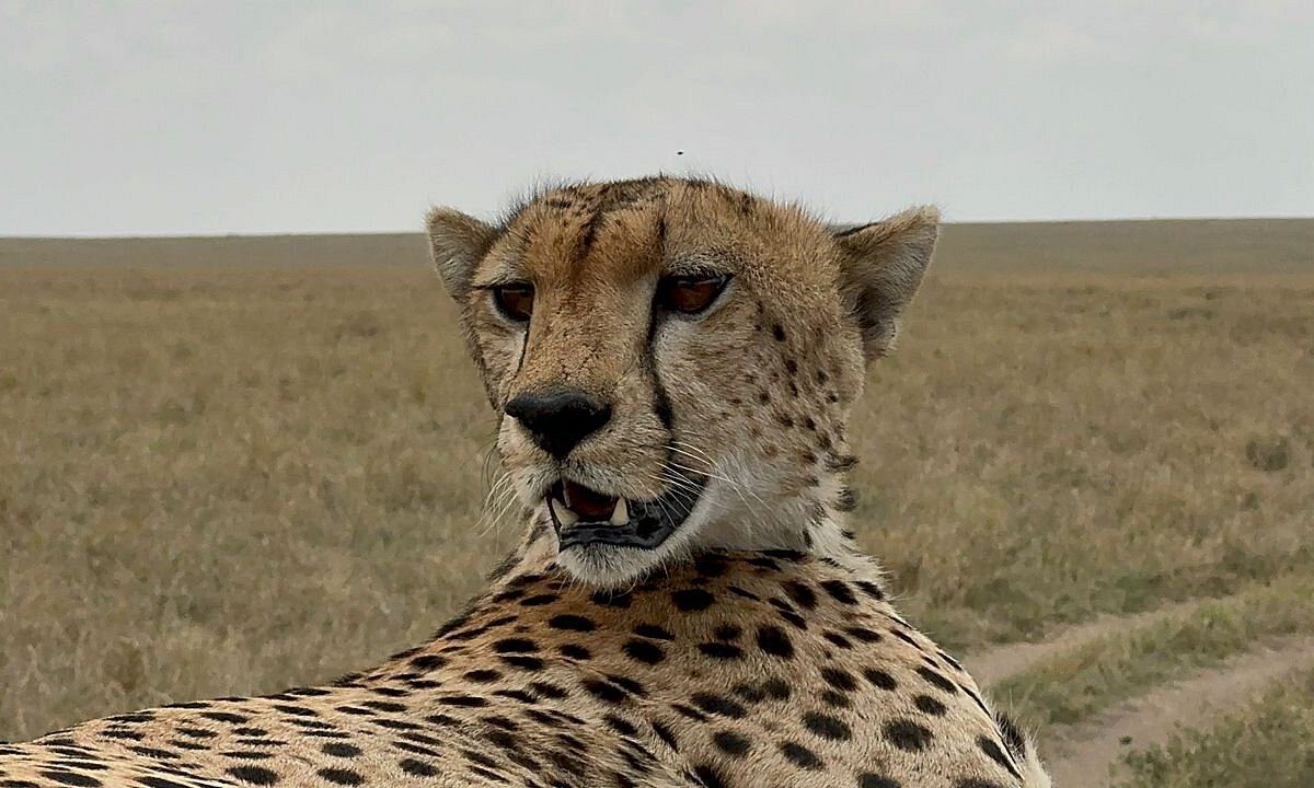 Image number 2 for 3-Day Tanzania Safari To Selous, Walking And Boat Family Adventure