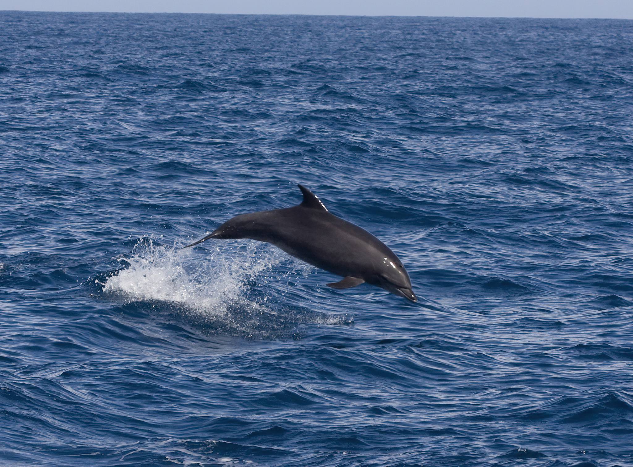 background image for - Kizimkazi Dolphin Tour In Zanzibar 2025-2026