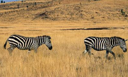 Image number 7 for Awash National Park Wildlife Safari Tour