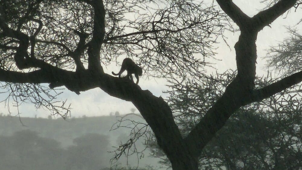 Image number 2 for 8 Days Nakuru, Masai Mara, Serengeti, Ngorongoro & Amboseli Safari: