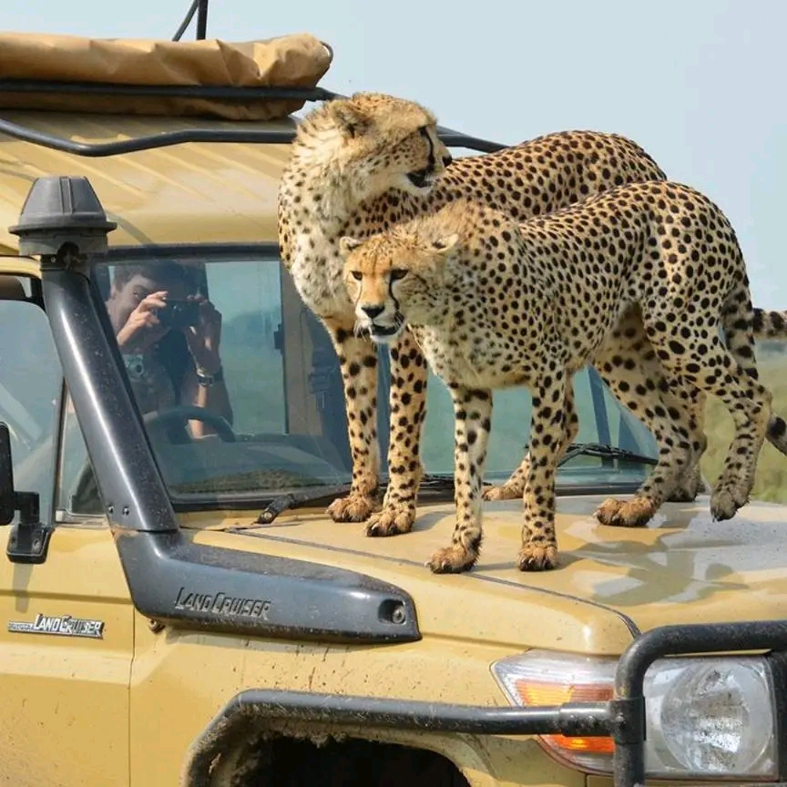 Image number 2 for Affordable Serengeti & Ngorongoro Safari