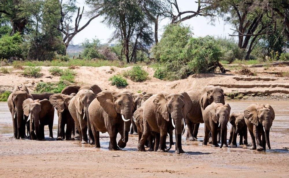 Image number 8 for 3-Day Wild Elephants Mid-range Iconic Amboseli Kenya Safari Tour