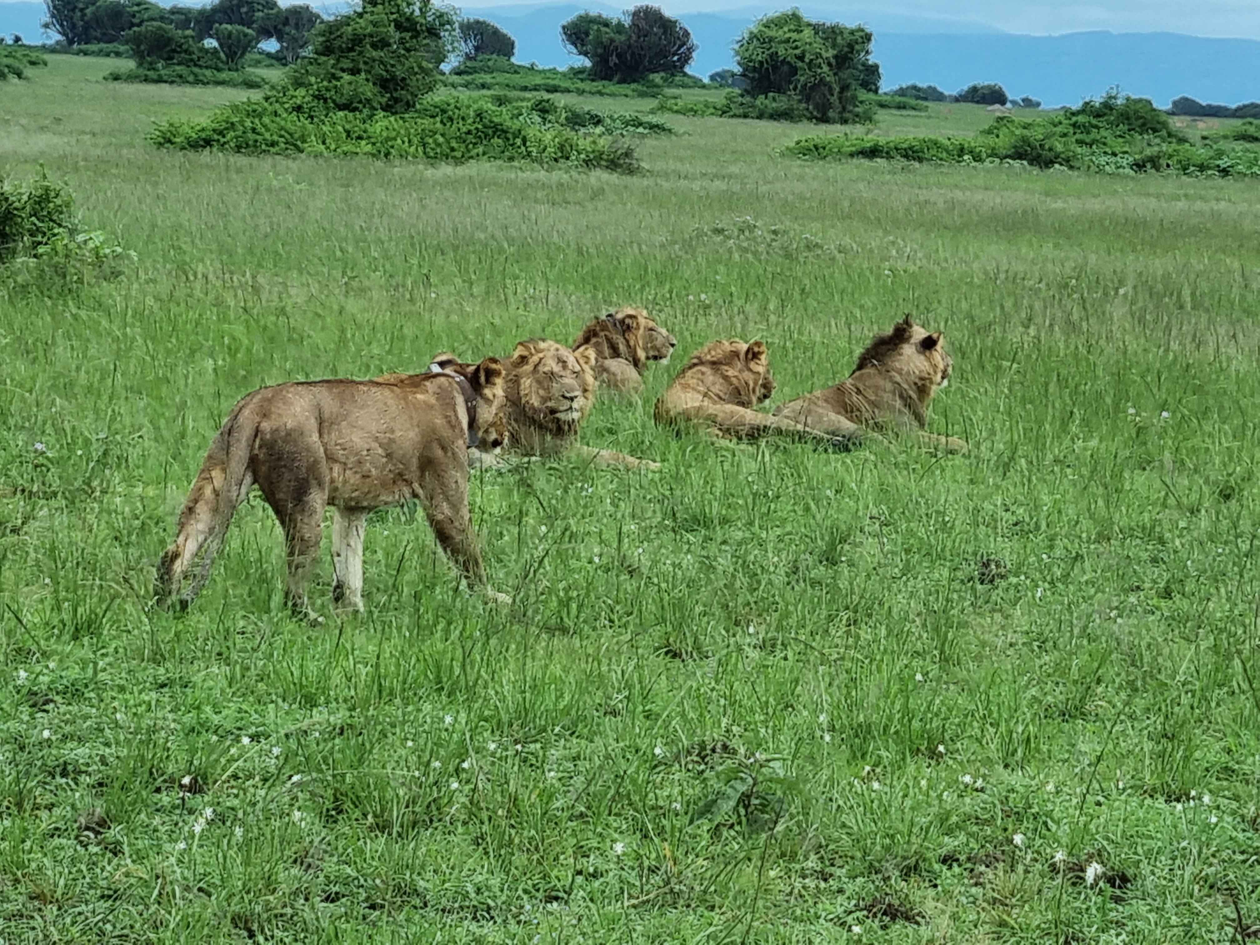 background image for - 3 Days Murchison Falls Budget Safari