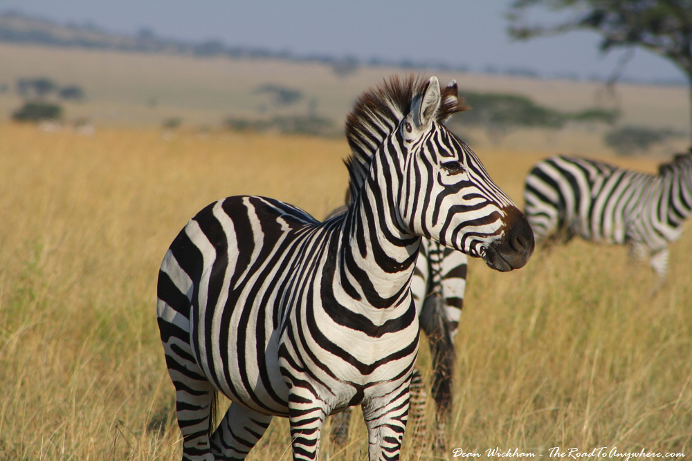 Image number 1 for 3-Day Tanzania Safari To Selous, Walking And Boat Family Adventure