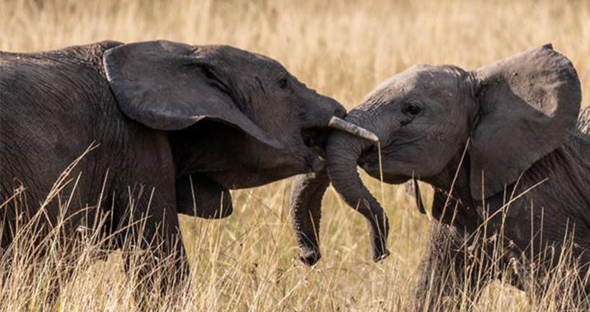 background image for - 4 Days Tanzania Sharing Safari