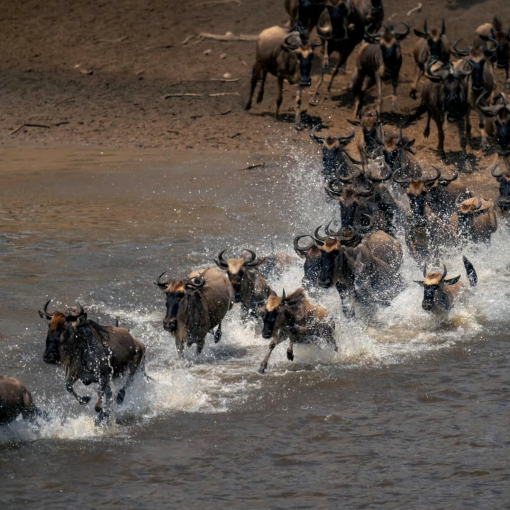 Image number 1 for Classic Tanzania Tour