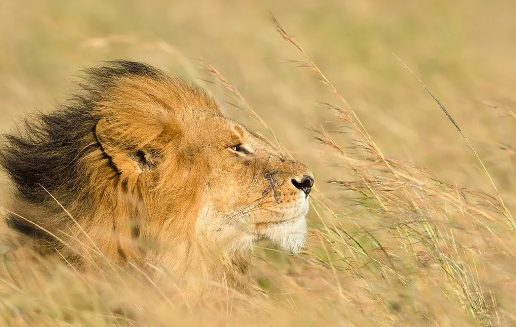 Image number 3 for  High-end Tanzania Safari
