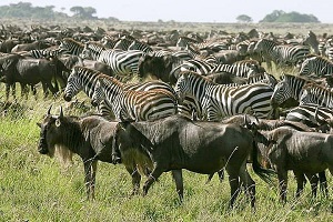background image for - 4 Days Tanzania Sharing Safari 