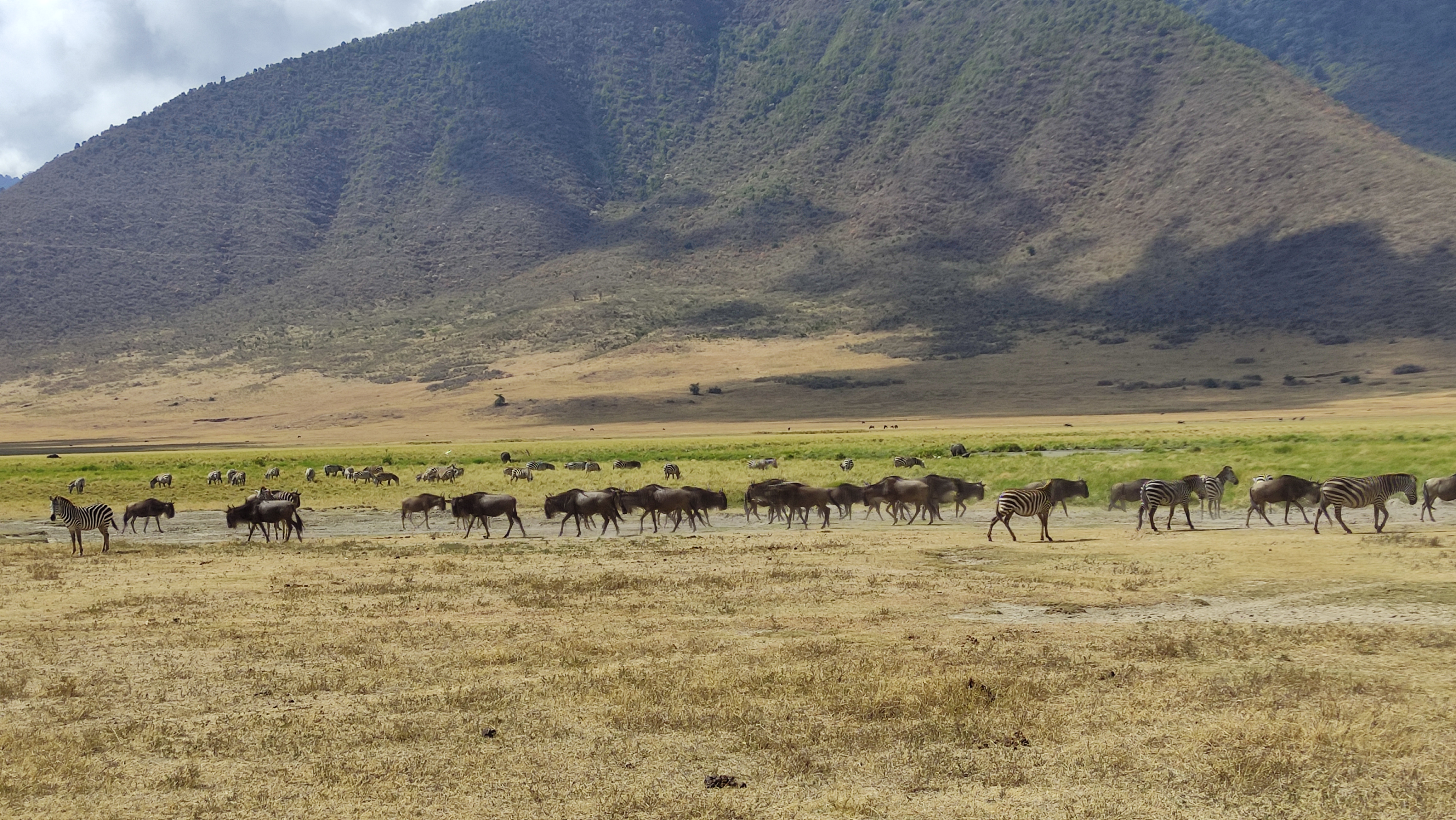background image for - 3 Days Tanzania  Joining Safaris Tour Package 