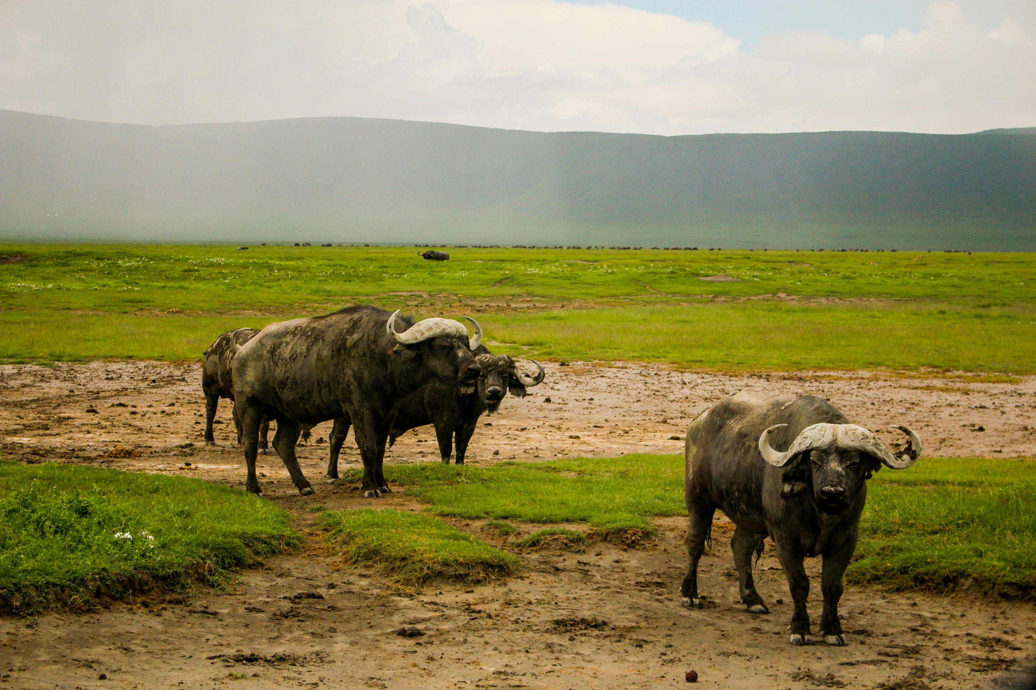 Image number 5 for 3 Day: Express Safari 