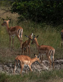 Image number 3 for Lake Manyara National Park Day Trip