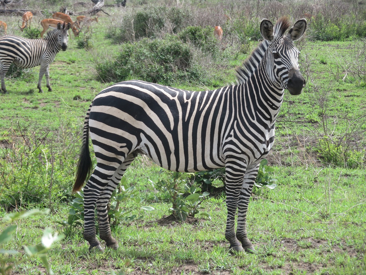 Image number 2 for 13-Day Uganda – Kenya & Tanzania (gorilla-big 5) Combo