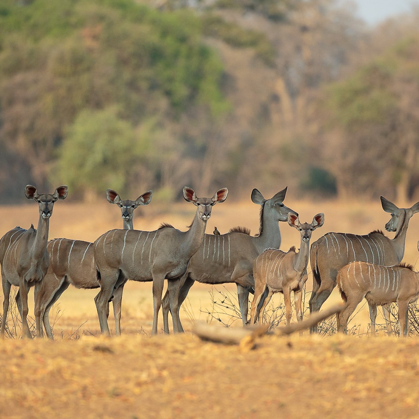 Image number 10 for 3-Day Wild Elephants Mid-range Iconic Amboseli Kenya Safari Tour