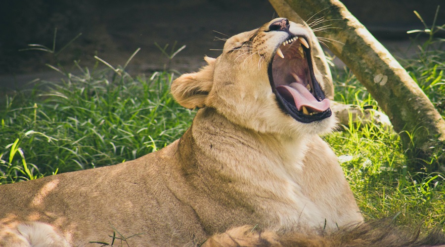 Image number 5 for 2 Days Luxury Tanzania Safari: Ngorongoro Crater & Lake Manyara