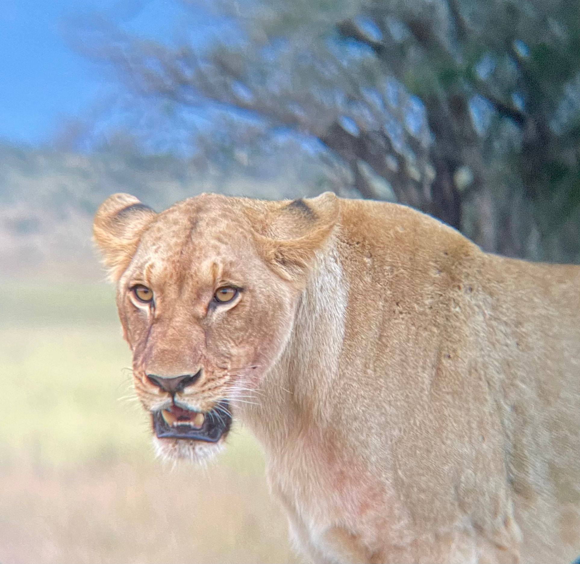 Image number 7 for 7-Day Masai Mara~nakuru~naivasha~amboseli