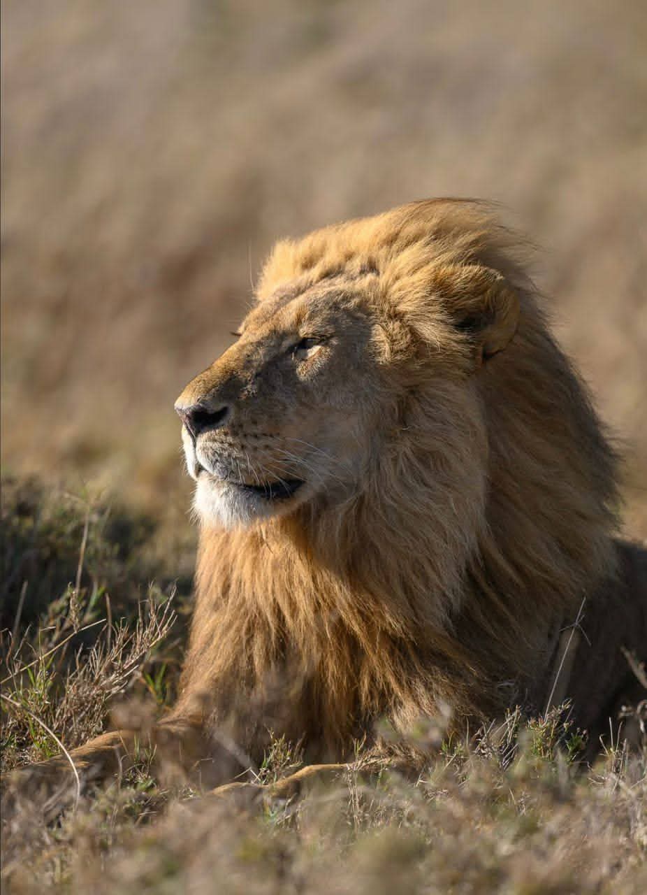 Image number 1 for Memorable Safari In Tarangire | Ngorongoro | Manyara 