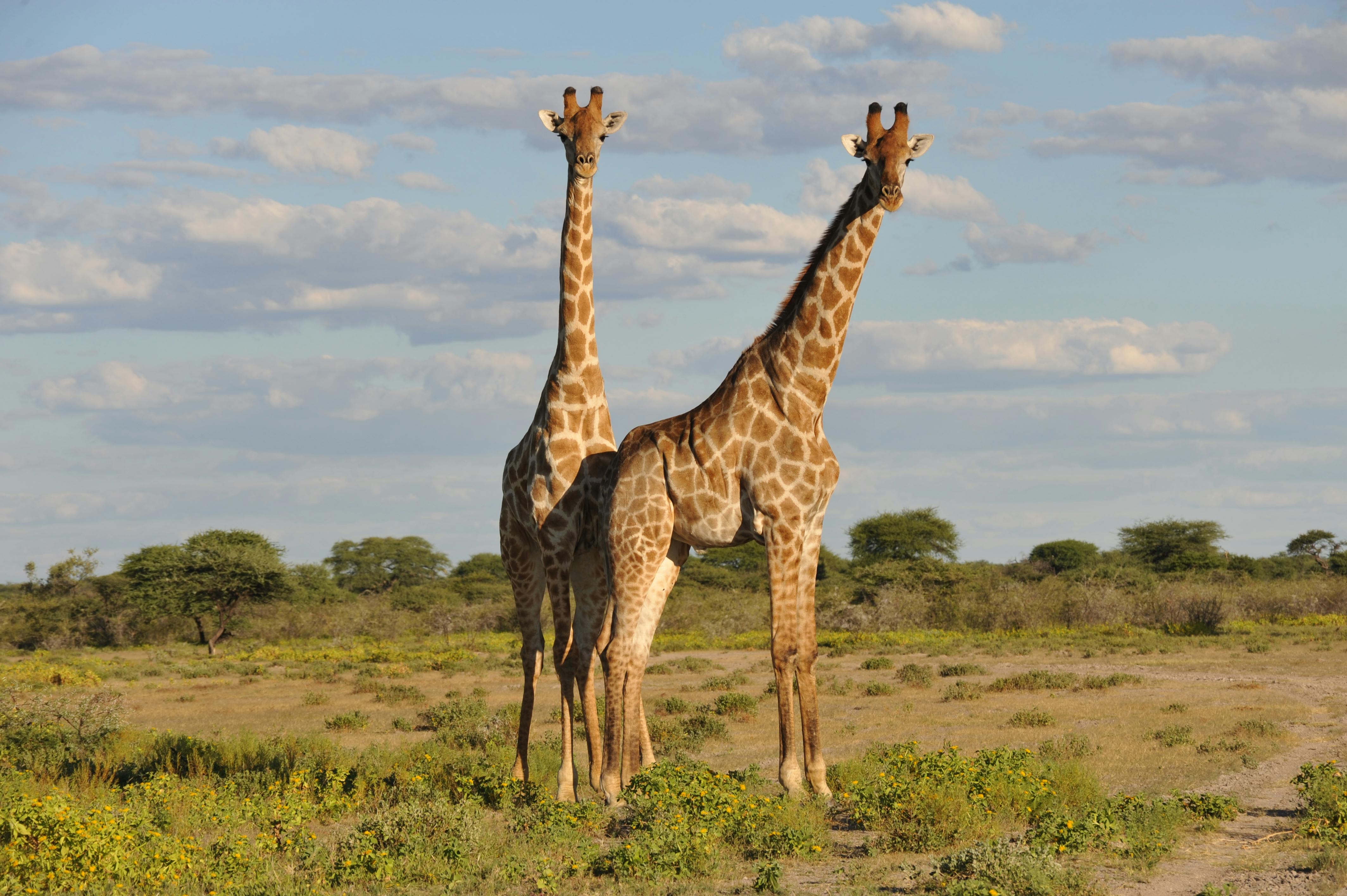 background image for - 3-Day 2 Nights Home Of Lion(ruaha Np )