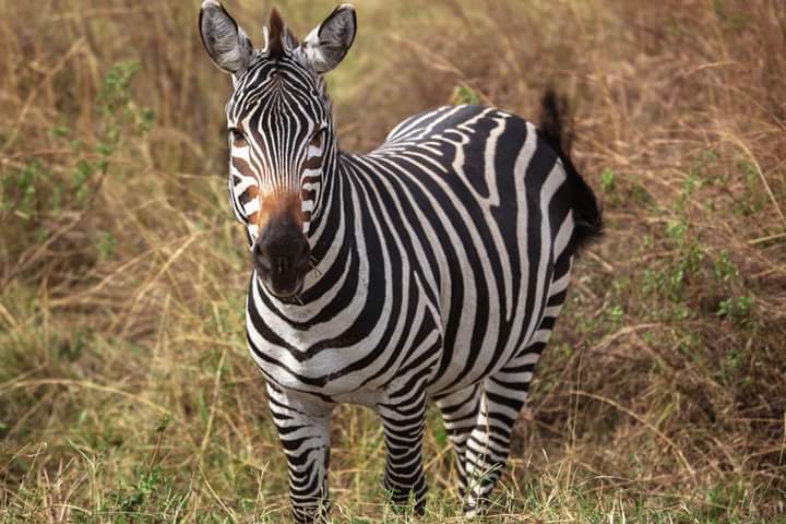 Image number 4 for The Ultimate 6-Day Safari: Aberdares To Masai Mara