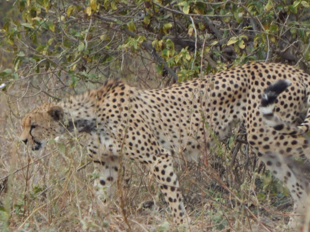 background image for - Miracle Of Life: Wildebeest Calving Season Safari In Tanzania