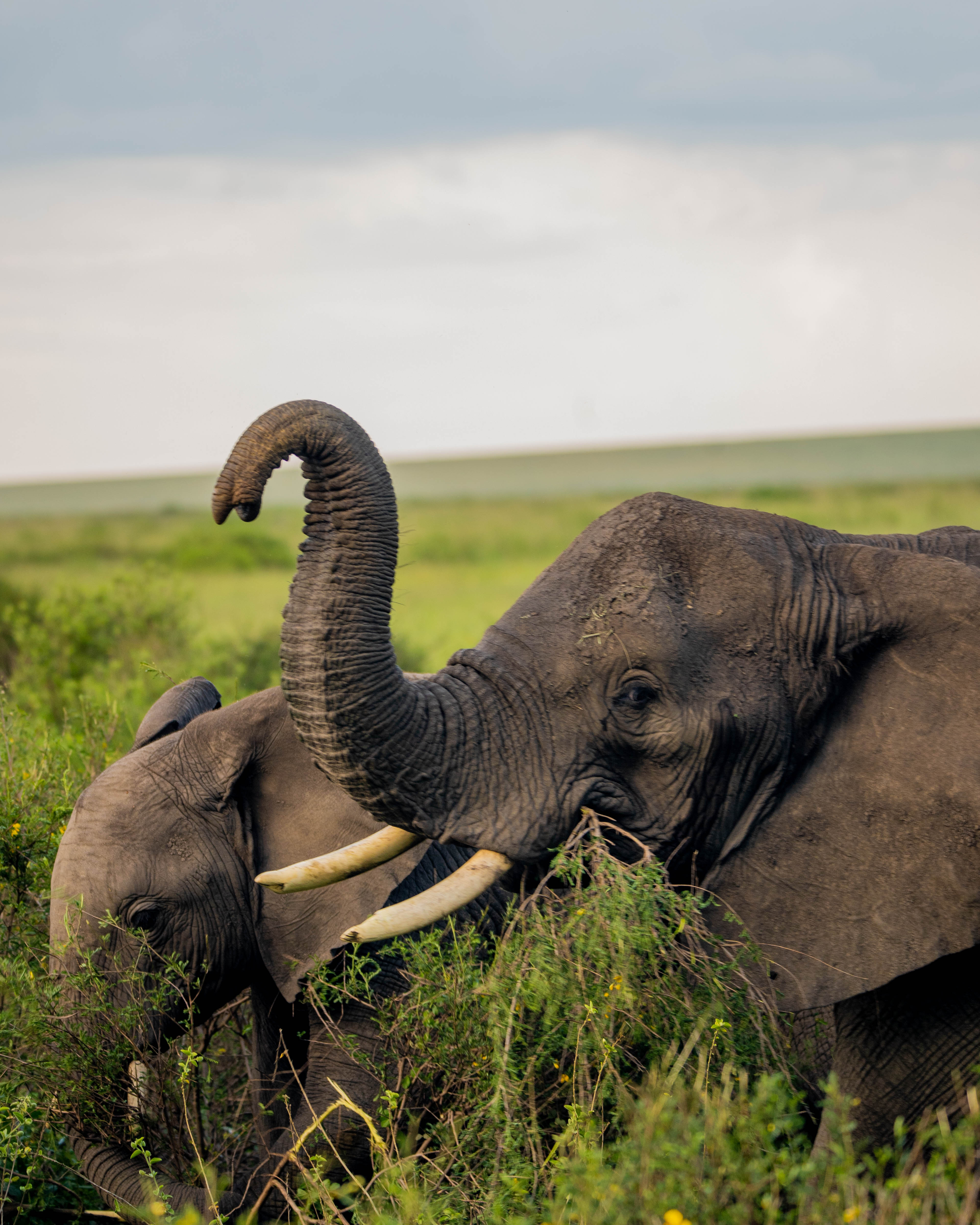 Image number 1 for 2-Day Safari From Zanzibar