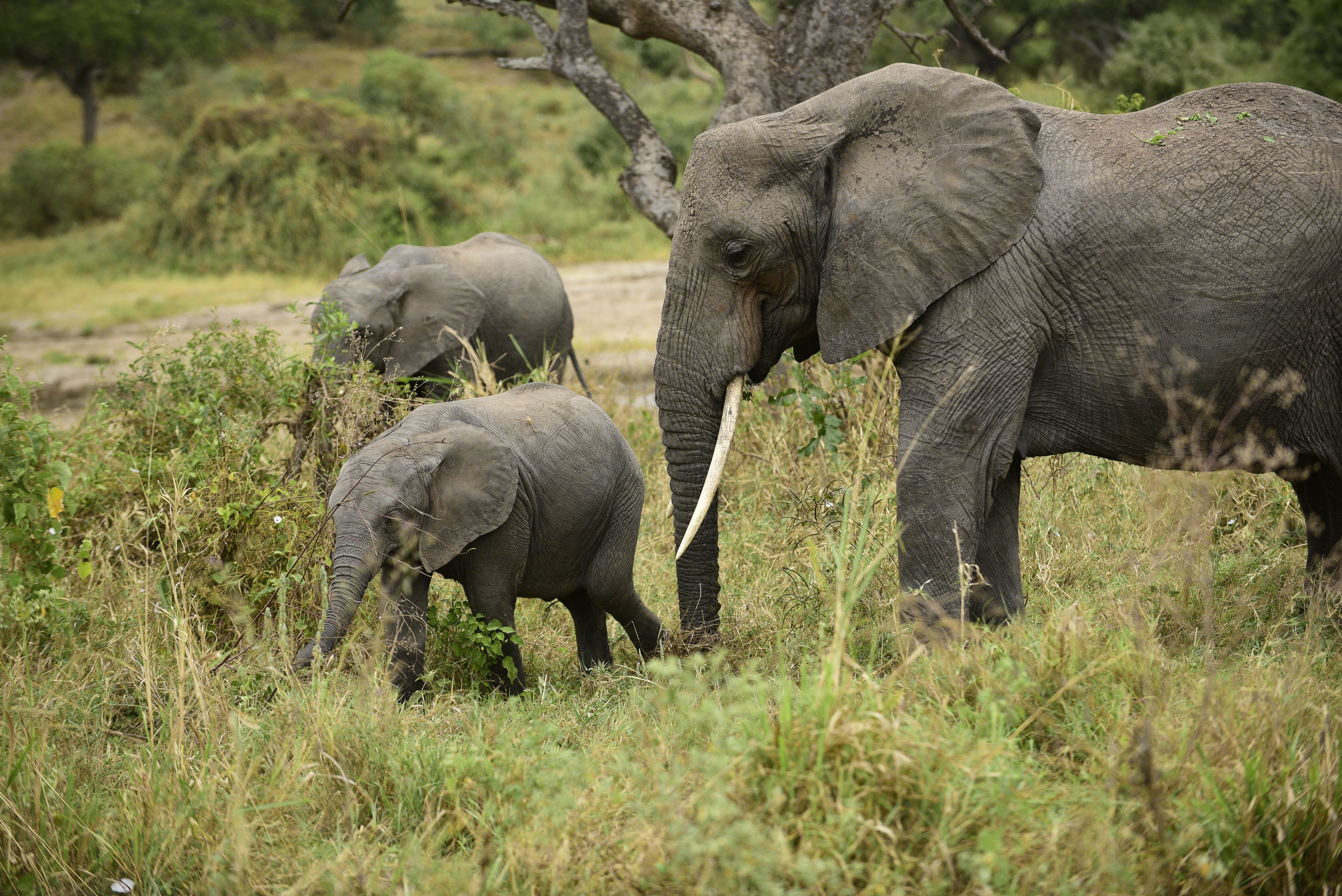 background image for -  Comfort Safari Experience
