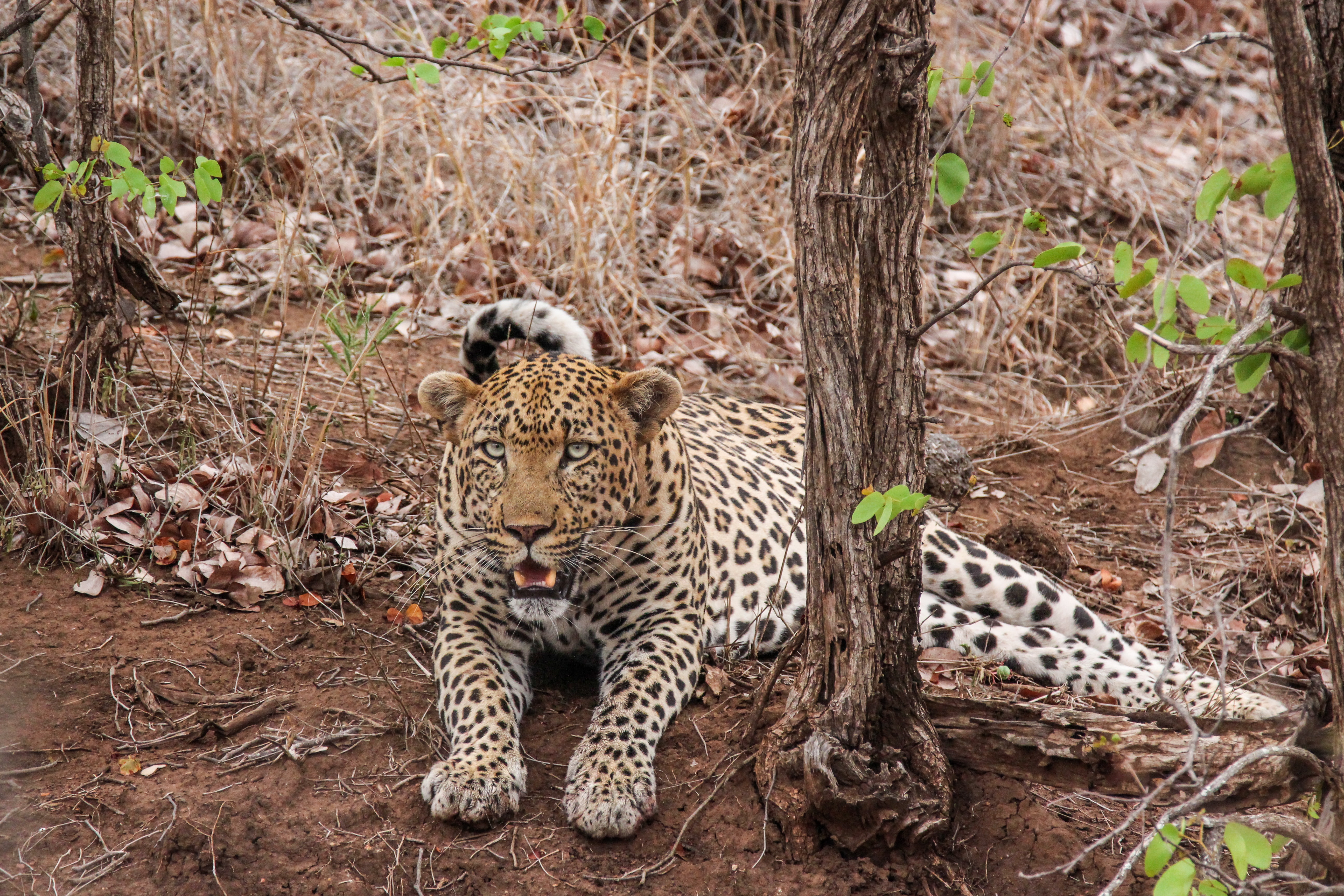 background image for - 4 Days Great Western Serengeti  Safari