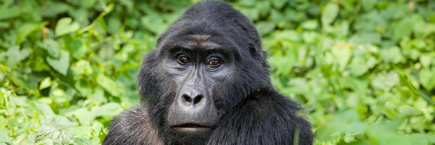 background image for - 3 Dyas Gorilla Tracking In Uganda 